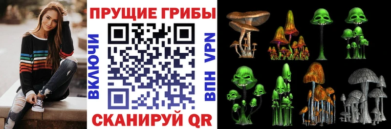 Купить закладки  Славгород  Галлюциногенные грибы Psilocybe 